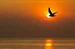 Seagull Flying At Sunset Stock Photo