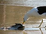 Seagull - Larus Dominicanus Stock Photo