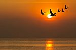 Seagulls Flying At Sunset Stock Photo