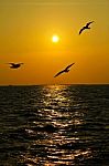 Seagulls Flying Over The Coast In Thailand In Sunset Stock Photo