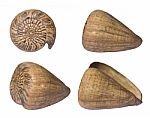 Seashell Stock Photo