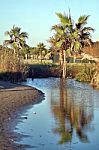 Seaside Palm Landscape Stock Photo