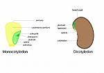 Seed Stock Photo