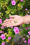 Seed Of Catharanthus Roseus In Hand Stock Photo