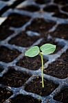 Seedling In Soil Stock Photo