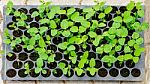 Seedlings Vegetable In Plastic Tray Stock Photo
