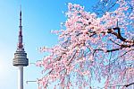 Seoul Tower And Pink Cherry Blossom, Sakura Season In Spring,seoul In South Korea Stock Photo