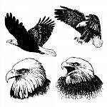 Set Of Eagle Doodle Hand Drawn Stock Photo