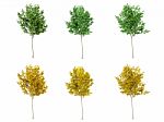 Set Of Green Leaf Tree And Yellow Leaf Tree On White Background, 3d Rendering Stock Photo