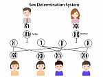Sex Determination Stock Photo