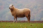 Sheep  Stock Photo