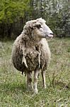 Sheep Wool With Disheveled Neck Stock Photo