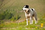 Shepherd Dog Stock Photo