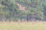 Short-eared Owl Looking For Food Stock Photo