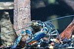 Shrimp In The Water Stock Photo