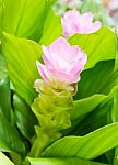 Siam Tulip Flower Or Curcuma Alismatifolia Stock Photo