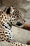 Side Of Leopard Stock Photo