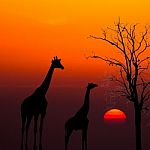 Silhouettes Of Giraffes And Dead Tree Against Sunset Background Stock Photo