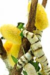 Silk Worms Stock Photo