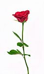 Single Red Rose Stock Photo