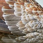 Siver Pheasant Feather Stock Photo
