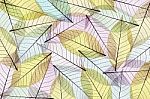 Skeleton Leaf Abstract Stock Photo
