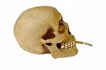 Skull Smoking Cigarette Stock Photo