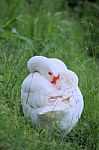 Sleeping White Swan Stock Photo