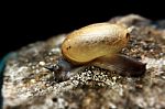 Small Brown Snail Stock Photo