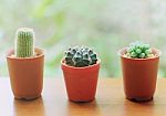 Small Cactus For Decorated Stock Photo