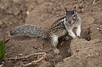 Small Ground Squirrel Stock Photo