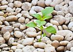 Small Plant Grow Up On  Gravel Stock Photo