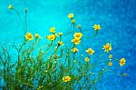 Small Pretty Yellow Daisy On Blue Background Stock Photo