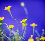 Small Pretty Yellow Daisy On Blue Background Stock Photo
