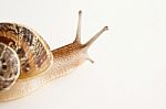 Snail Stock Photo