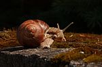 Snail In The Moss Stock Photo