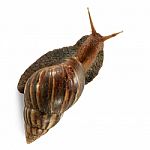 Snail Isolated On White Stock Photo