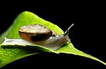 Snail On Green Leaf Stock Photo