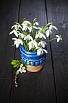 Snowdrops In A Blue Vase Stock Photo