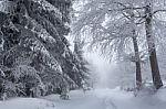 Snowy Forest Stock Photo