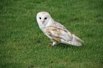 Snowy Owl Stock Photo