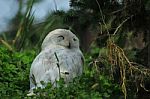 Snowy Owl In A Bush Stock Photo