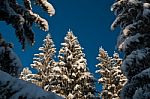 Snowy Treess2 Stock Photo