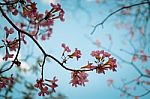 Soft Focus Wild Cherry Flower ,pinks Flower In Thailand Stock Photo