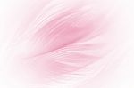 Soft Pink Vintage Color Trends Chicken Feather Texture Background Stock Photo