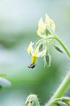 Solanum Laciniatum Flower Stock Photo