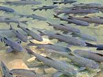 Soro Brook Carp Waterfall Fish Stock Photo