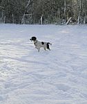 Spaniel Pointing In The Snow Stock Photo
