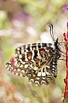 Spanish Festoon Butterfly (zerynthia Rumina) Stock Photo