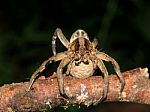 Spider Carrying Eggs - Lycosa Erythrognatha Stock Photo